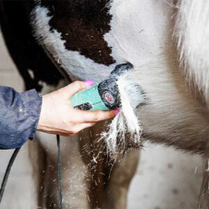 Clipping and Trimming