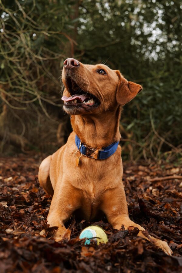 The Soho Collar & Lead Collection - Image 5