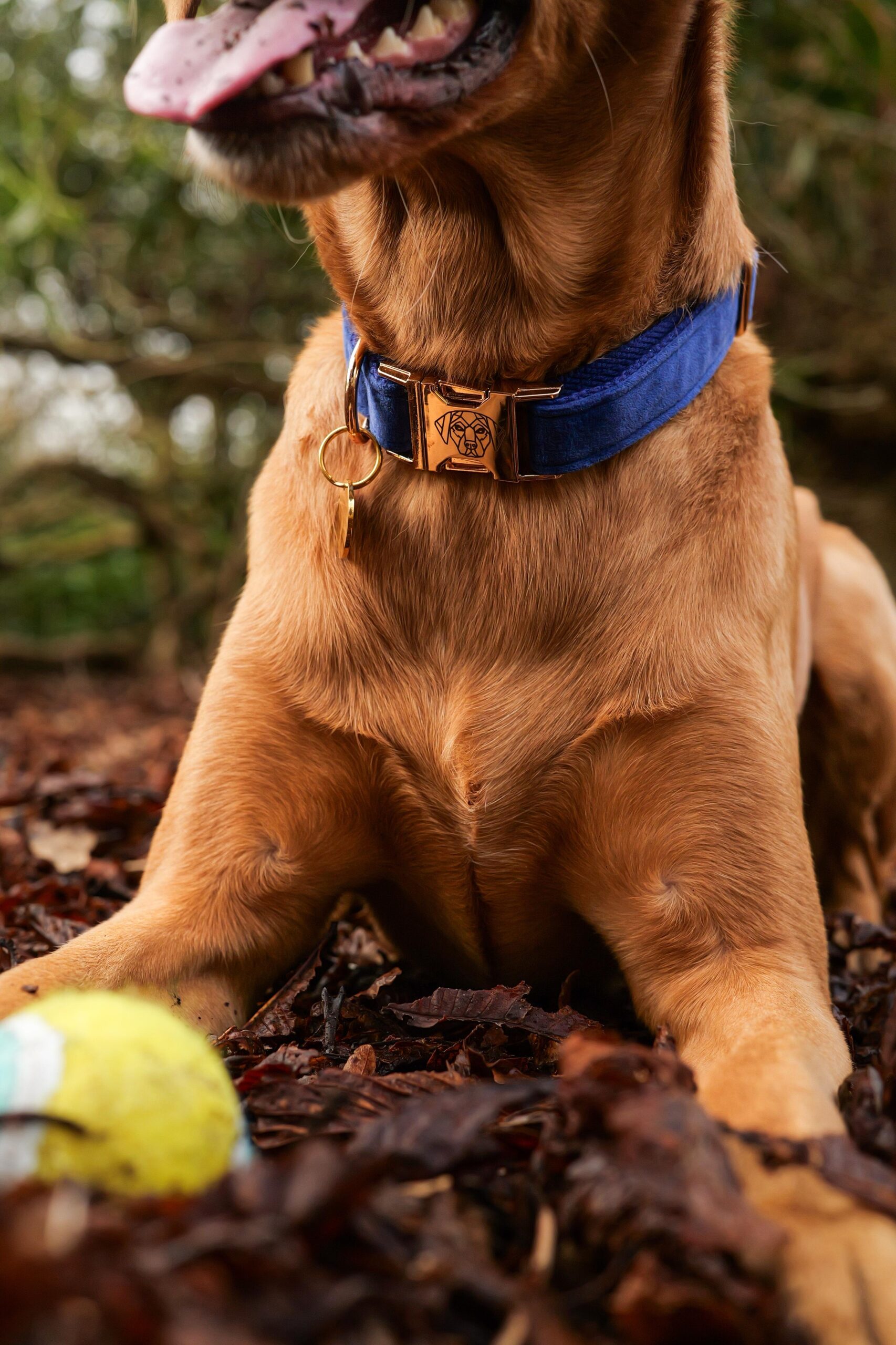 Titan K9®- The Soho Collar & Lead Collection