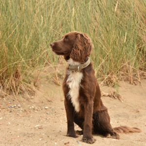 Titan K9® - The Blakeney Collar