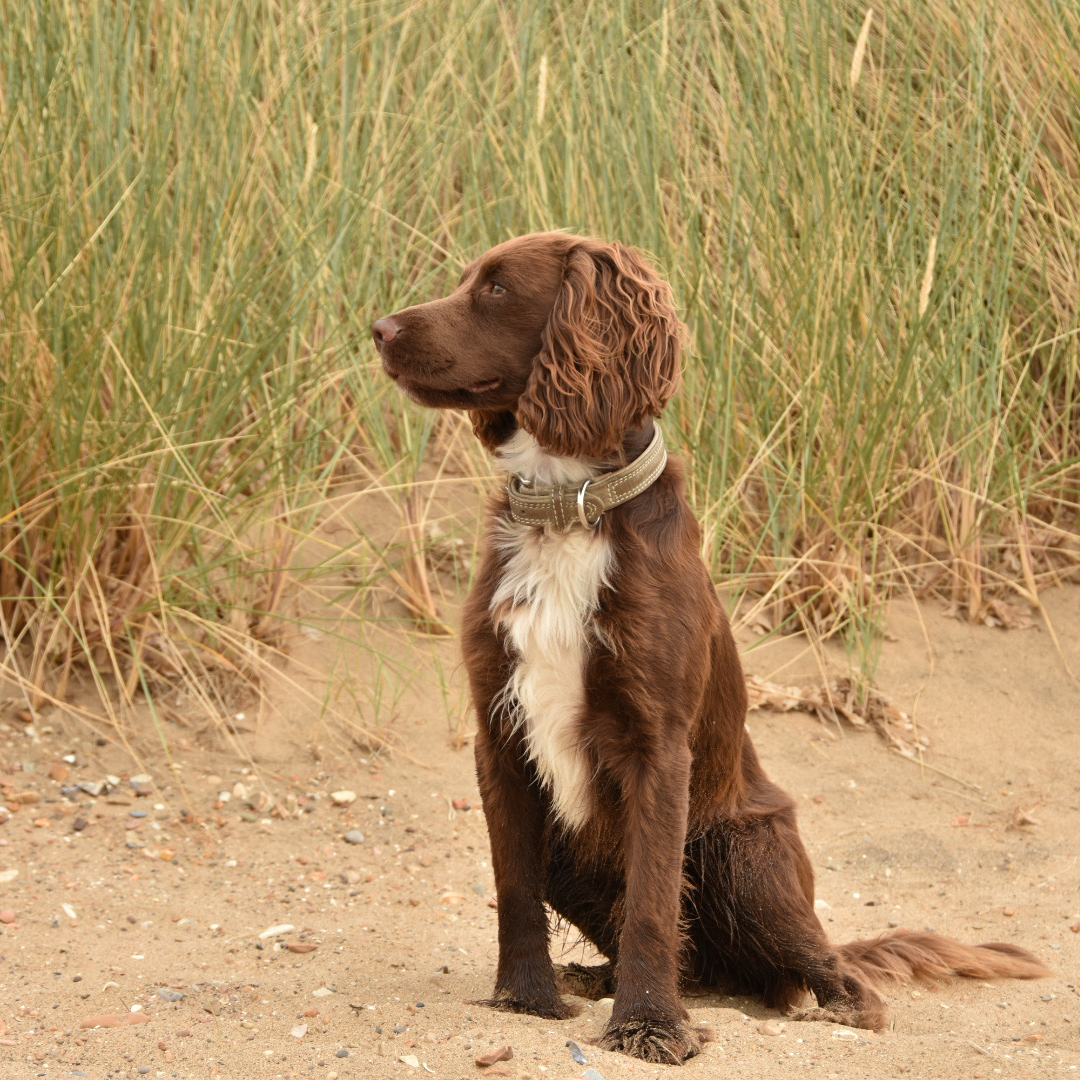 Titan K9® - The Blakeney Collar- Pre Order - Image 5