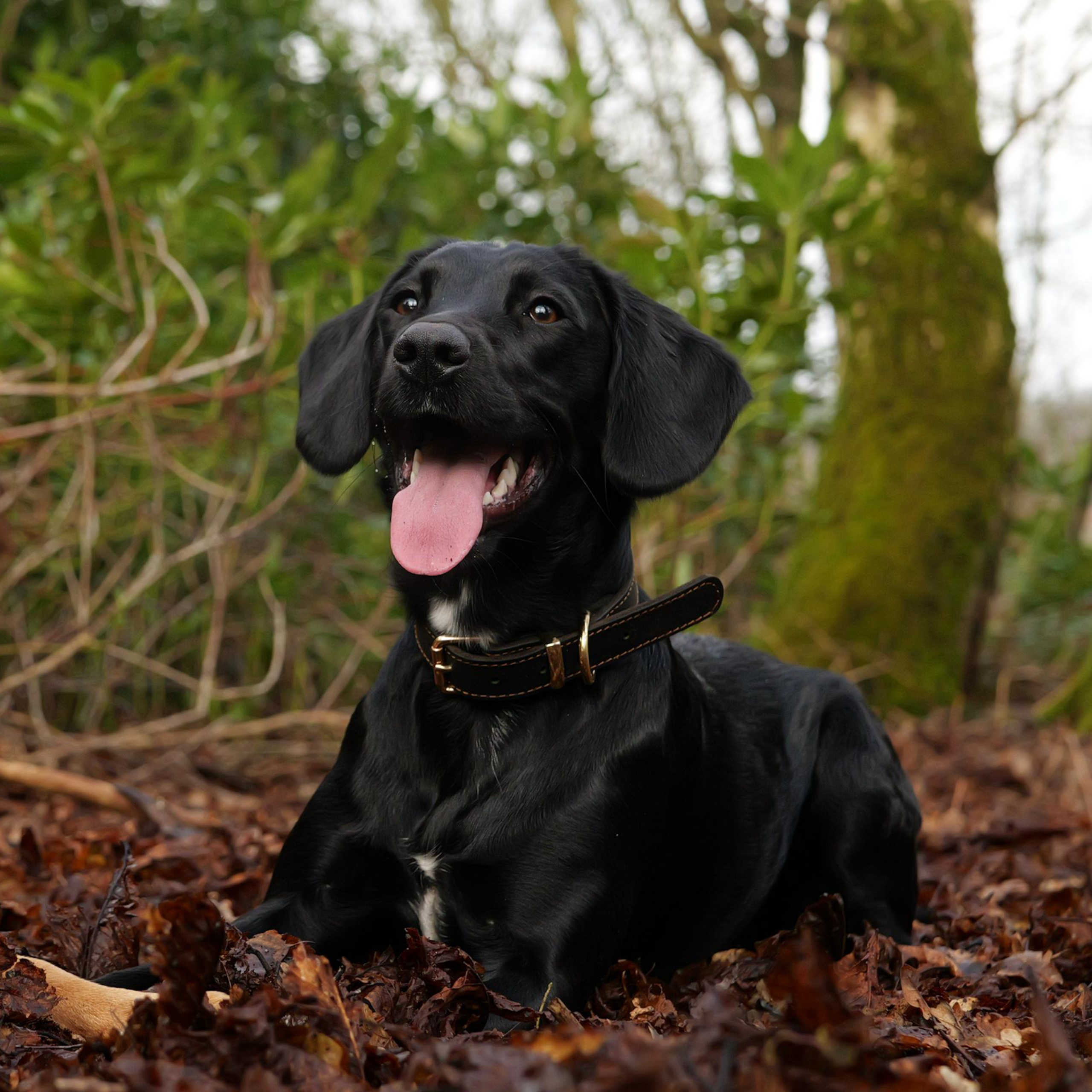 Titan K9® - The Norfolk Collar