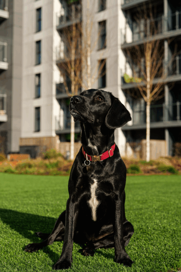 The Soho Collar & Lead Collection - Image 6