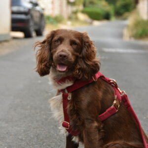 Titan K9® - The Soho Harness - Pre Order