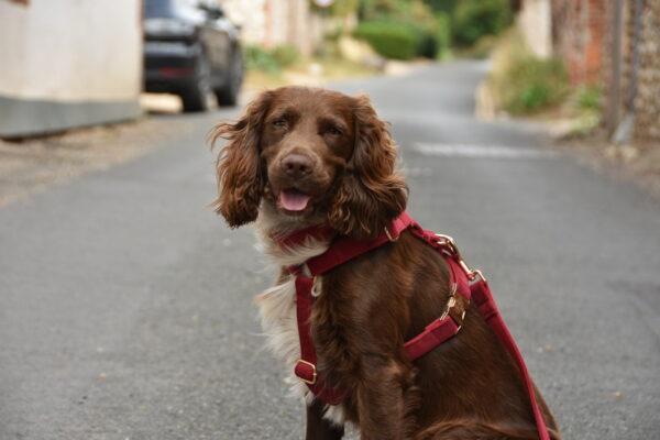 Titan K9® - The Soho Harness - Pre Order