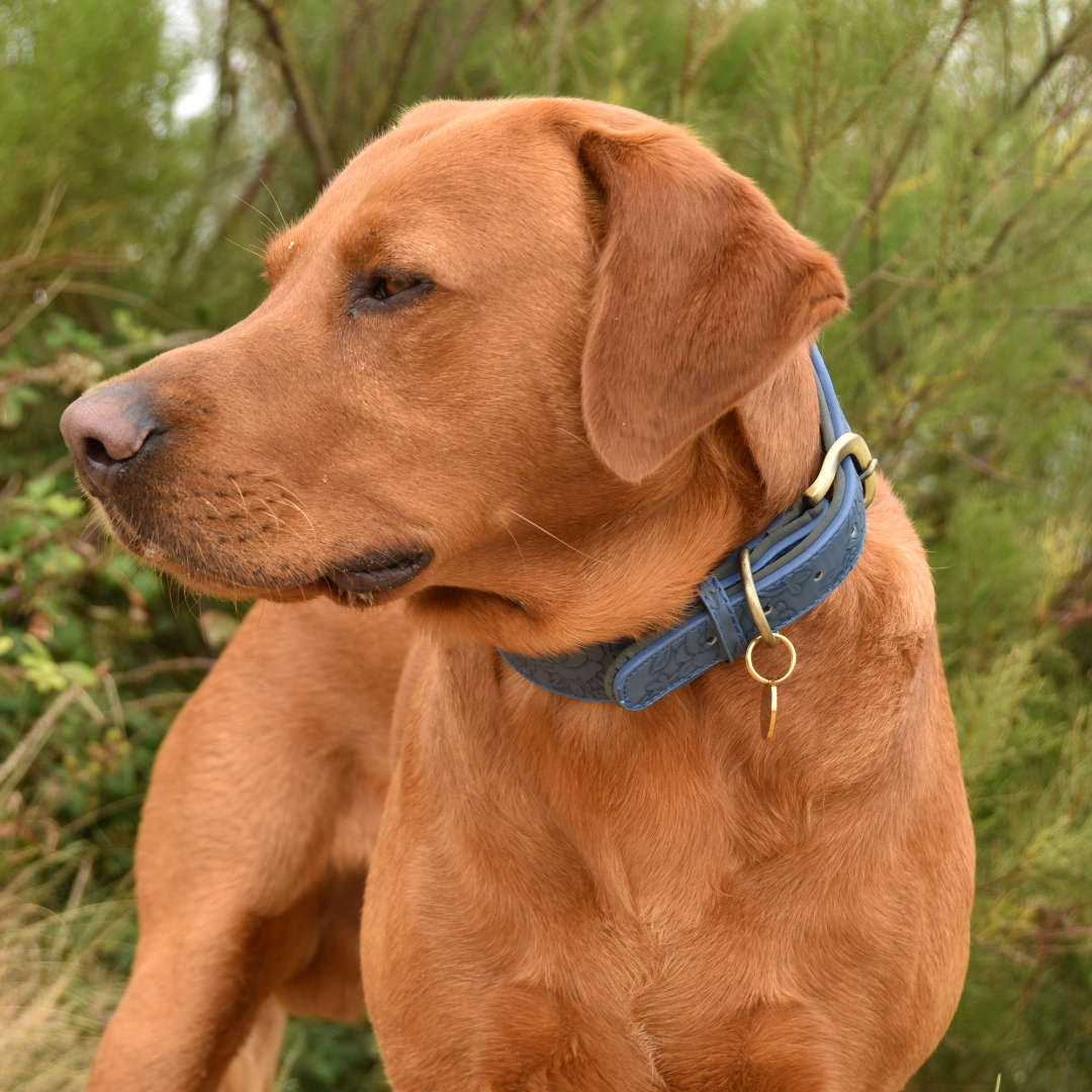 Titan K9® - The Foxley Woods Collar - Pre Order - Image 6