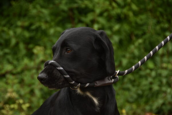 Titan K9® - The Everyday Slip Lead - Pre Order - Image 2