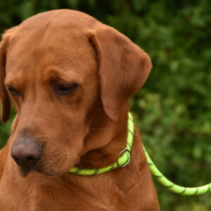 Titan K9® - The Everyday Slip Lead - Pre Order