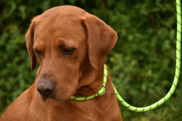 Titan K9® - The Everyday Slip Lead - Pre Order