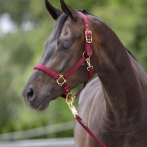 Covalliero 'Classy' Headcollar