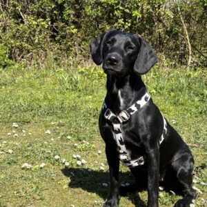 Titan K9® - The Soho Harness - Spring/Summer Collection