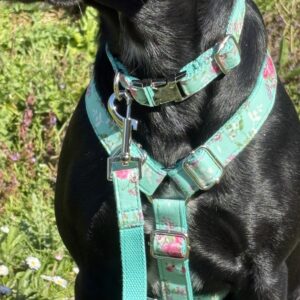 Titan K9®- The Soho Collar & Lead - Spring/Summer Collection