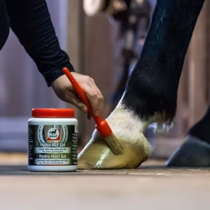 Horse Care & Health
