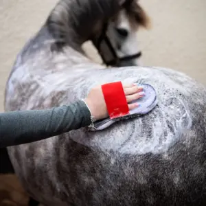 Grooming & Showing